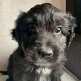 Aussiedoodle Puppies from Gruer Doodles