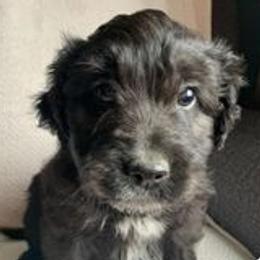 Aussiedoodle Puppies from Gruer Doodles