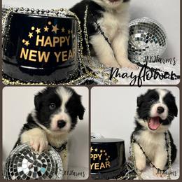 (5) Mayflower 1620 - Black tri-color female Australian Shepherd puppy in Huntington, Texas from JKKJ Farms