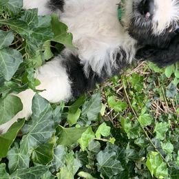 Bordoodle Puppies from Borders of Eby Eden