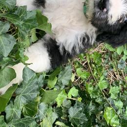 Bordoodle Puppies from Borders of Eby Eden