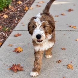 Patch - Brown and white male Bernedoodle puppy in Springville, Utah from Oodles of Bernedoodles