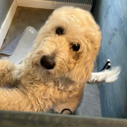 Mercy - Goldendoodle