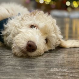 Goldendoodle Puppies from O’Hara Doodles