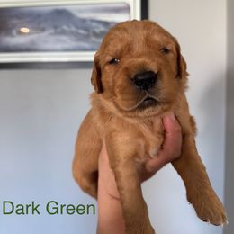 Male pick 7 - Golden male Golden Retriever puppy in Orting, Washington from Home Sweet Goldens