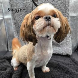 Swiffer - Shih Tzu