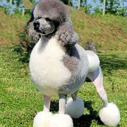 Poodles from Canoe Creek Spoos