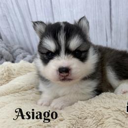 Asiago - Black and white male Pomsky puppy in Eastman, Georgia from Once Upon A Pomsky