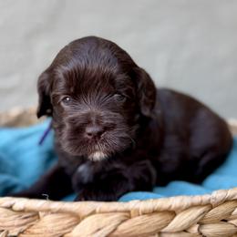 Bonnie - Chocolate female Australian Labradoodle puppy in Morgan Hill, California from Loving Labradoodles