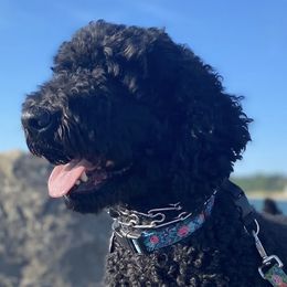 Goldendoodles from Homestead Family Doodles