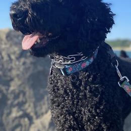 Goldendoodles from Homestead Family Doodles