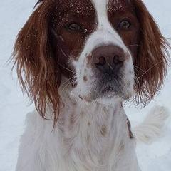 Irish Red and White Setter All Grown Up from Ridgepoint
