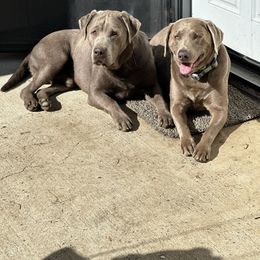 Dilute Retriever puppies from Stunning Silver Bullets Labradors