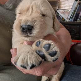 Trombone - Golden male Golden Retriever puppy in Cody, Wyoming from Bliss Creek MTN Meadows