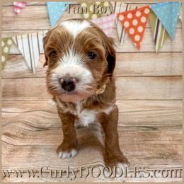 Tan Boy - Red  male Goldendoodle puppy in Taneytown, Maryland from Curlydoodles