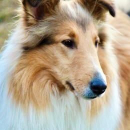 Collie and Shetland Sheepdog All Grown Up from Dueling Pine Ranch