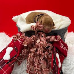 Purple collar - Yellow female Labrador Retriever puppy in Heath Springs, South Carolina from Rich Hill Retrievers