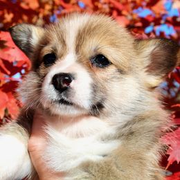 New Holland (Holland) - Red female Pembroke Welsh Corgi puppy in Greentop, Missouri from Sevits Corgis & Golden Retrievers