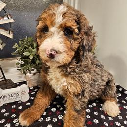 Lt Blue collar - Blue merle male Bernedoodle puppy in Shelby, North Carolina from Forever Grateful Doodles