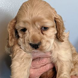 Boy 1 - Buff male Cocker Spaniel puppy in Ferron, Utah from Jacobsen's Cockers