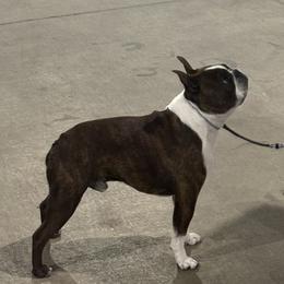 Boston Terriers from Lakeview Bostons