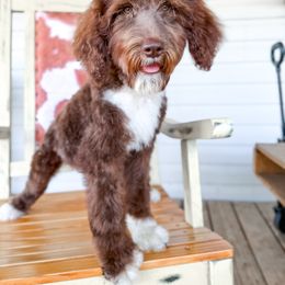 Bernedoodle, Sheepadoodle, and Whoodle Puppies from Wonderland’s Boujie Kennels