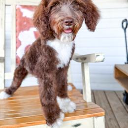 Bernedoodle, Sheepadoodle, and Whoodle Puppies from Wonderland’s Boujie Kennels