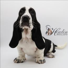 Neytiri - Black and white female Basset Hound puppy in Surprise, Arizona from Howlin Hounds