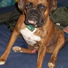 Boxers from Sellers Boxers