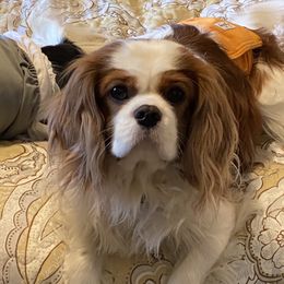 Niko - Cavalier King Charles Spaniel