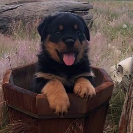Rottweilers from Brenda's Rottweilers