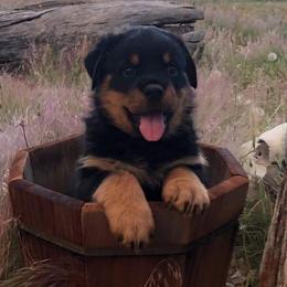Rottweilers from Brenda's Rottweilers