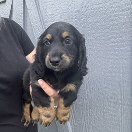 Thumper - Black and tan male Dachshund puppy in Fort Worth, Texas from The Holloway Dachshunds