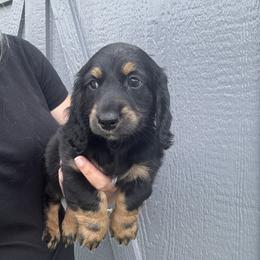 Thumper - Black and tan male Dachshund puppy in Fort Worth, Texas from The Holloway Dachshunds
