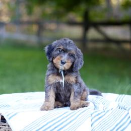 Sky collar - Merle female Bernedoodle puppy in Spokane, Washington from Doodle Love