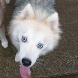 Mia - Pomsky