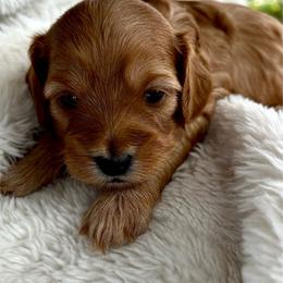 Ace - Red male Cavapoo puppy in Gilbert, Arizona from Arizona Toy Cavapoos – Health‐Tested & Home‐Raised