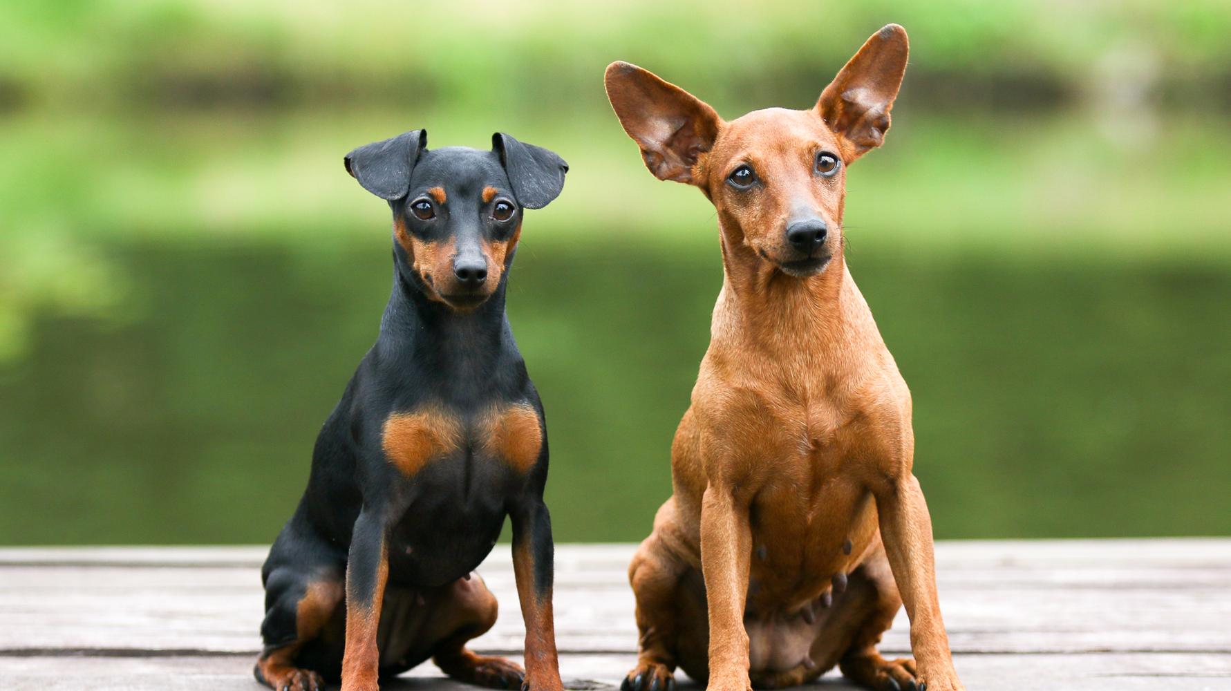 Mini Doberman Puppies Min Pin For Adoption Near Me Min Pin