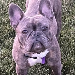 French Bulldogs from Family Frenchies