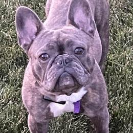 French Bulldogs from Family Frenchies