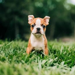 Brioche - Red male Boston Terrier puppy in Tampa, Florida from Olive & Co. Boston Terriers