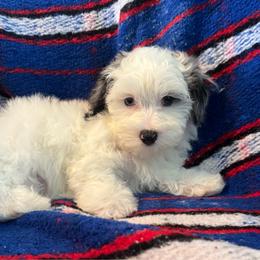 Boy 1 Merle - Black & white male Maltipoo puppy in Cisco, Texas from Fancy Pants Maltese