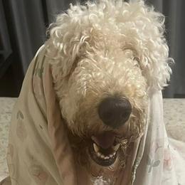 Goldendoodles from Marsh & Moss