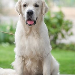 Golden Retriever Puppies from West Coast Cream Goldens