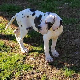 Great Dane Puppies from Pigeon Mtn. House of Danes