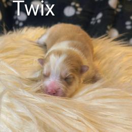 Boy 4 - Wolf sable male Pomsky puppy in Blackfoot, Idaho from Snake River Pomskys
