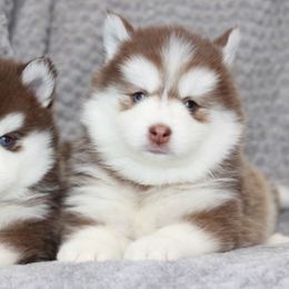 Pomsky Puppies from SZ Rolling Acres LLC
