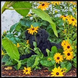 Portuguese Water Dog Puppies from Yellowstone Porties