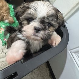 Sushi - Brindle female Shih Tzu puppy in California from Jessica Diangson's Shih Tzus