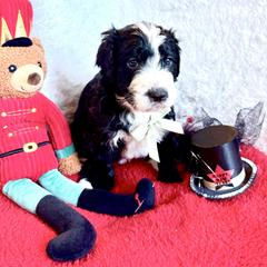 Mouse King - male Golden Mountain Doodle puppy in Victoria, Texas from Deidre's Doodles